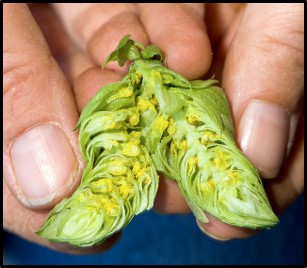 /ARSUserFiles/40663/Pictures/Hops cone.jpg